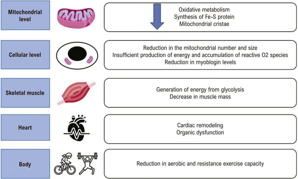 Iron Deficiency in Heart Failure with Reduced Ejection Fraction